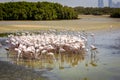 Flamingos (Phoenicopterus roseus) at Ras Al Khor Wildlife Sanctuary in Dubai