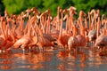 Greater Flamingos