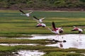 Greater Flamingos (Phoenicopterus roseus) Royalty Free Stock Photo