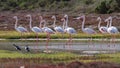 Greater Flamingos (Phoenicopterus roseus)