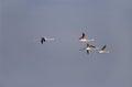 Greater Flamingos, Phoenicopterus ruber, in flight. The Camargue, Provence, southern France. Royalty Free Stock Photo
