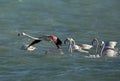 Greater Flamingos queuing to fly, Bahrain