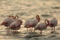 Greater Flamingos resting in the morning light
