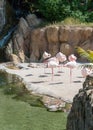 Greater Flamingos resting