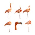 Greater Flamingos sleeping resting and standing isolated