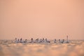 Greater Flamingos during surise at Asker coast of Bahrain