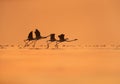 Greater Flamingos takeoff at Asker coast in the morning, Bahrain