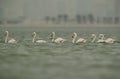Greater Flamingos wading in queue Royalty Free Stock Photo
