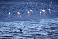 Greater flamingos of Walvis Bay Harbor - harmonious coexistence of man and nature