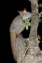 Greater galago in a tree