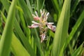 Greater Galangal Alpinia galanga plant is a pungent rhizome in the ginger family, and a classic ingredient in Thai cooking. It