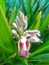 Greater Galangal Alpinia galanga is a pungent rhizome in the ginger family, and a classic ingredient in Thai cooking. It is also Royalty Free Stock Photo