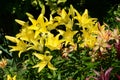 Greater glade lilies varieties `MONA` Royalty Free Stock Photo