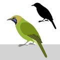 Greater green leaf bird vector illustration flat style silhouette Royalty Free Stock Photo