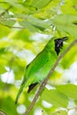 Greater Green Leafbird Royalty Free Stock Photo