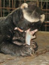 A Greater Grison eating a chicken foot