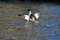 Greater guinea fowl, Mergus merganser, on the surface of the river Ostravice, Ostrava, North Moravia, Czech Republic