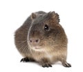 Greater guinea pig, Cavia magna Royalty Free Stock Photo