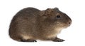 Greater guinea pig, Cavia magna