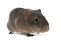 Greater guinea pig, Cavia magna Royalty Free Stock Photo