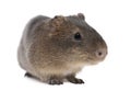 Greater guinea pig, Cavia magna