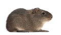 Greater guinea pig, Cavia magna