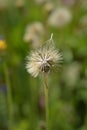 Greater hawkbit Royalty Free Stock Photo