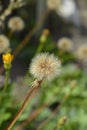 Greater hawkbit Royalty Free Stock Photo