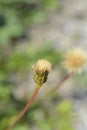 Greater hawkbit Royalty Free Stock Photo