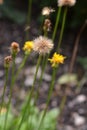 Greater hawkbit Royalty Free Stock Photo
