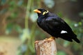 Greater Hill Mynah