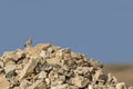 A greater hoopoe-lark Alaemon alaudipes perched on a big rock in the daytime on the island of Cape verde Africa.
