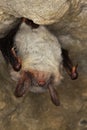 GRAND RHINOLOPHE rhinolophus ferrumequinum