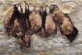 Greater Horsehoe Bat, rhinolophus ferrumequinum, Colony Hibernating in a Cave, Normandy Royalty Free Stock Photo