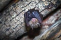 Greater horseshoe bat