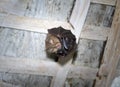 Greater horseshoe bat