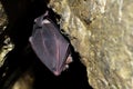 Greater horseshoe bat Rhinolophus ferrumequinum