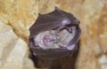 Greater horseshoe bat( Rhinolophus ferrumequinum)