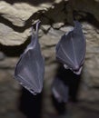 Greater horseshoe bat( Rhinolophus ferrumequinum)