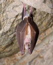 Greater horseshoe bat( Rhinolophus ferrumequinum)