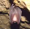 Greater horseshoe bat( Rhinolophus ferrumequinum) Royalty Free Stock Photo