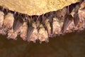 Greater horseshoe bat Rhinolophus ferrumequinum