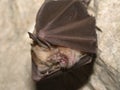 Greater horseshoe bat Rhinolophus ferrumequinum in the cave
