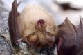 Greater horseshoe bat Rhinolophus ferrumequinum in the cave