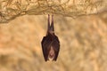 Greater horseshoe bat Rhinolophus ferrumequinum in the cave Royalty Free Stock Photo