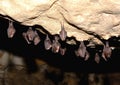 Greater horseshoe bat Rhinolophus ferrumequinum Royalty Free Stock Photo