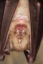 GREATER HORSESHOE BAT rhinolophus ferrumequinum, CLOSE-UP OF HEAD, ADULT HIBERNATING IN A CAVE, NORMANDY IN FRANCE