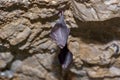 Greater horseshoe bat Rhinolophus ferrumequinum Royalty Free Stock Photo