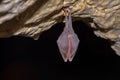 Greater horseshoe bat Rhinolophus ferrumequinum Royalty Free Stock Photo