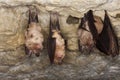 GREATER HORSESHOE BAT rhinolophus ferrumequinum